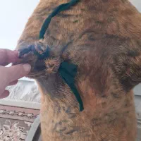 هیزه(حزول، خیک)|ظروف نگهدارنده، پلاستیکی، یکبارمصرف|ازنا, |دیوار