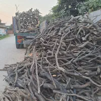 خریدار انواع چوب مرکبات و باغی