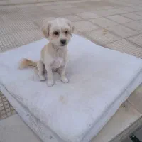 واگذاری|سگ|اصفهان, زیار|دیوار