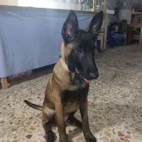 انتقال سگ نژاد مالینویز اصیل