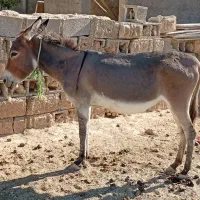الاغ ، خر ماده شیر دار ،گله ای ،باری|حیوانات مزرعه|شیراز, شهرک سعدی|دیوار