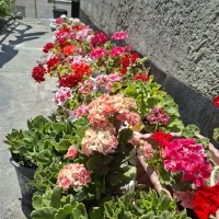فروش گل های طبیعی و آپارتمانی کاملا سالم و شاداب