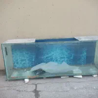 آکواریوم|ماهی|شهرکرد, |دیوار