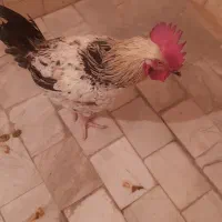 خروس جوان ، خوش هیکل