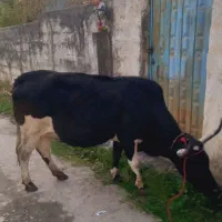 گاو دورگ محلی ۸ماه ابستن|حیوانات مزرعه|شیرگاه, |دیوار