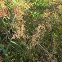 علف زنی با دستگاه