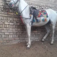 مادیون کرد|اسب و تجهیزات اسب‌سواری|الوند, |دیوار