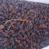 کشمش بیدانه عسکری و مویز دشمن زیاری|خوردنی و آشامیدنی|شیراز, طلاب|دیوار