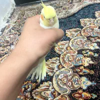 عروس هلندی سخنگو