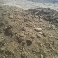 کودگوسفندی فروشی|لوازم جانبی حیوانات|فردوس (خراسان), |دیوار