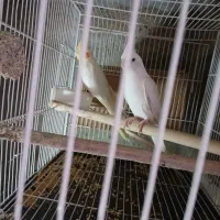 بی جواب|پرنده|آزادشهر, |دیوار