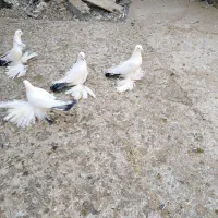 کبوتر، گوی گویروخ ایاخلی