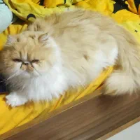 گربه ماده پرشین بالغ ۲ ساله با ۲ زایمان موفق