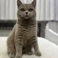 گربه اسکاتیش آنفولد ماده جهت جفت یابی