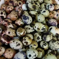 تخم نطفه دار بلدرچین نژاد وایت سنگین