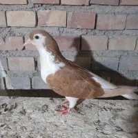 کبوتر رنگی|پرنده|گنبد کاووس, |دیوار