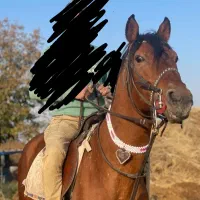 اسب نریان کرد