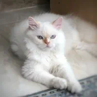 واگذاری گربه پرشین نر