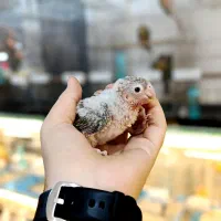 گرینچیک های بامزه