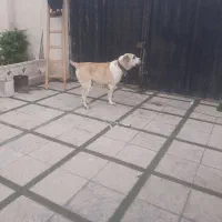 سگ الابای روس اصیل