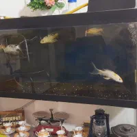 اکواریوم  یکو بیست همراه هفت عددماهی کوی سوپر باله