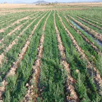 اموزش انواع کشت های پردرامدکشاورزی باسودهی بالا|خدمات آموزشی|تهران, میدان میوه و ترهبار مرکزی|دیوار