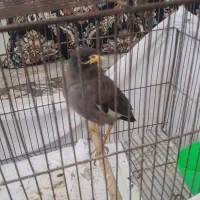 مرغ مینا|پرنده|رباط‌کریم, وهن آباد|دیوار