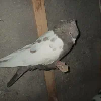 کفتر هم ماده هم نر|پرنده|شیروان (خراسان), |دیوار