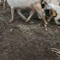 گوسفند|حیوانات مزرعه|فاریاب, |دیوار