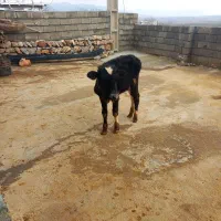 قیمت ۳۰میلیون|حیوانات مزرعه|جوانرود, |دیوار