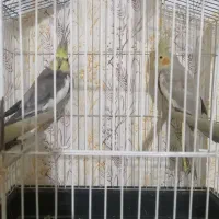 عروس هلندی جفت با قفس|پرنده|آزادشهر, |دیوار