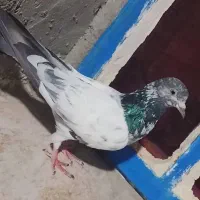 کله سبز