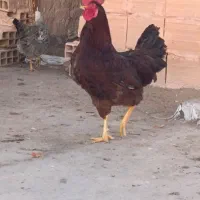 خروس جوان سرحال