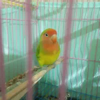 طوطی برزیلی نر