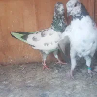 کبوتر کفتر پرشی مایع سینه ای دمسبز خریدار زنگ بزن|پرنده|تهران, نعمت‌آباد|دیوار