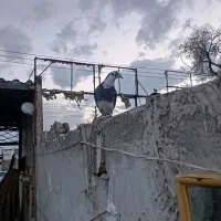 کفتر جوفتگاه سالم