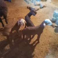 میش وبره چینی|حیوانات مزرعه|بیلوار, |دیوار