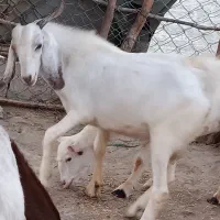 355283|حیوانات مزرعه|سیریک, |دیوار