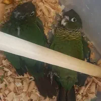 طوطی گرینچیک بلک کپ|پرنده|قائم‌شهر, |دیوار