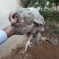 مرندی طوسی و سفید ویاندوت برهما