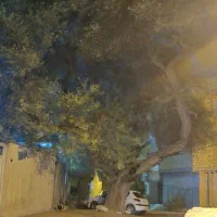 فروش-زمین-ریشهر