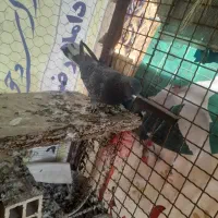 کفتر|پرنده|نظرآباد, رسالت|دیوار