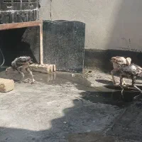 ۱۰ عددجوجه لاری درجه اوشامون و افغان جوجه۴۵ روزه