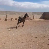 کره ماده کره یاشار احمدی