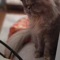 جفتگیری|گربه|رشت, دیلمان|دیوار