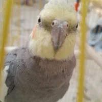 عروس سینامون