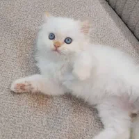 بریتیش‌ لانگ هیر گلد نر دوماهه|گربه|کتالم و سادات شهر, |دیوار