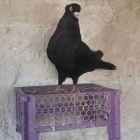 زاغ آبادانی|پرنده|اصفهان, گورتان|دیوار