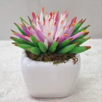 کاکتوس|کلکسیون و سرگرمی|قم, هنرستان|دیوار