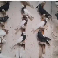 بهبونی. رنگی|پرنده|زرین دشت (فارس), |دیوار